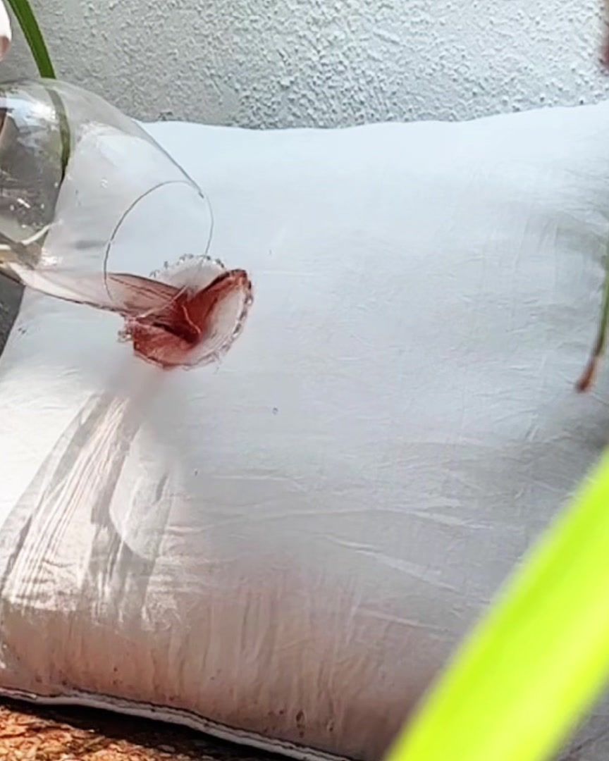 Gotas de vino sobre un cojín blanco con protección de telas: el líquido se queda en la superficie en vez de absorberse
